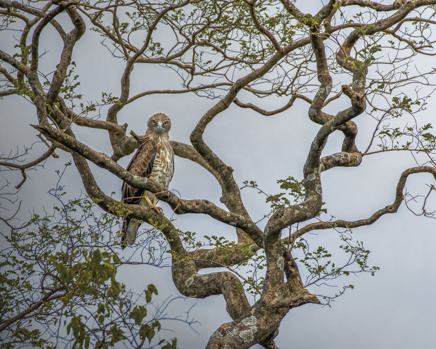 Short toe snake eagle (4)